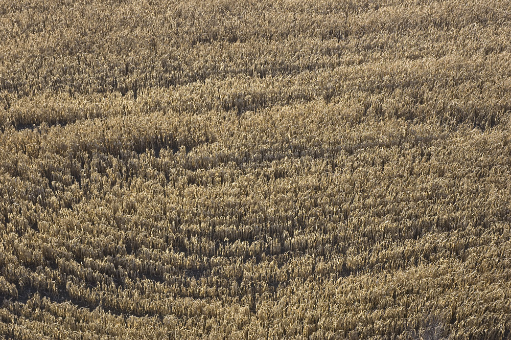 Hot Air Balloon Ride Ottawa 2007 shadow
