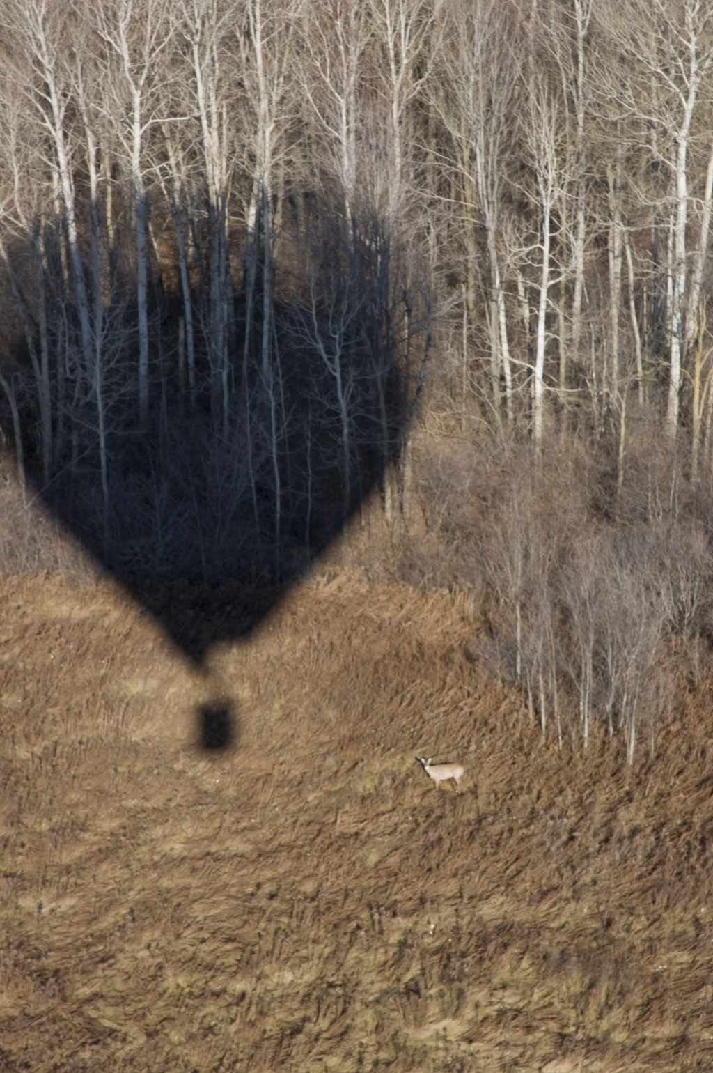 Hot Air Balloon Ride Ottawa 2007 shadow