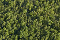 Hot Air Balloon Ride Ottawa 2007 trees