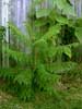 Green bush