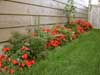 Impatiens