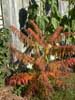 Red bush