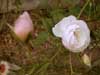 Rose bud