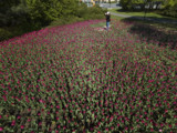 Ottawa Tulip Festival 1