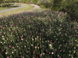 Ottawa Tulip Festival 2