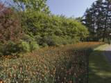 Ottawa Tulip Festival 4
