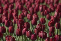 Tulips 5 of 8